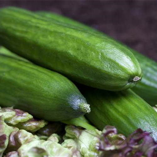 Gurken aus dem eigenen Garten