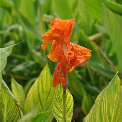 Indisches Blumenrohr überwintern