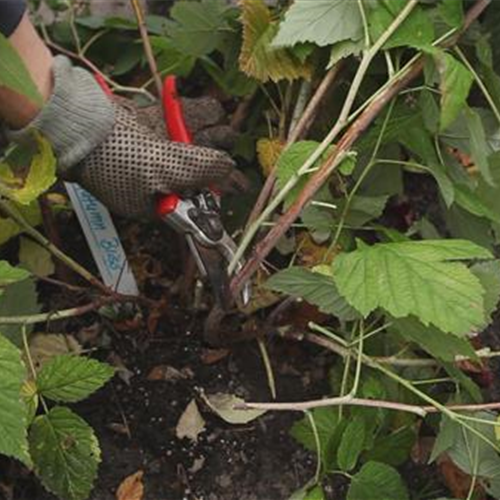 Himbeeren - Zurückschneiden im Herbst