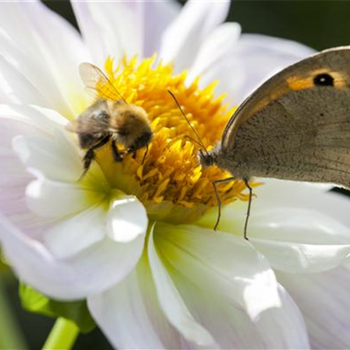 Bienenfreundliche Sommerblumen