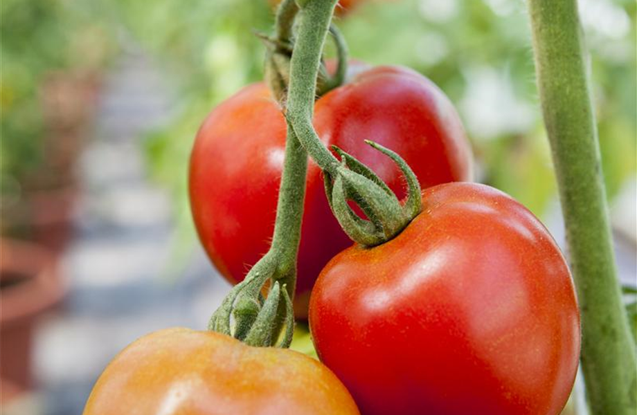 Tomaten: So geling Anzucht und Ernte