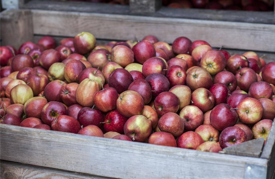 Sommerschnitt für Obstbäume 