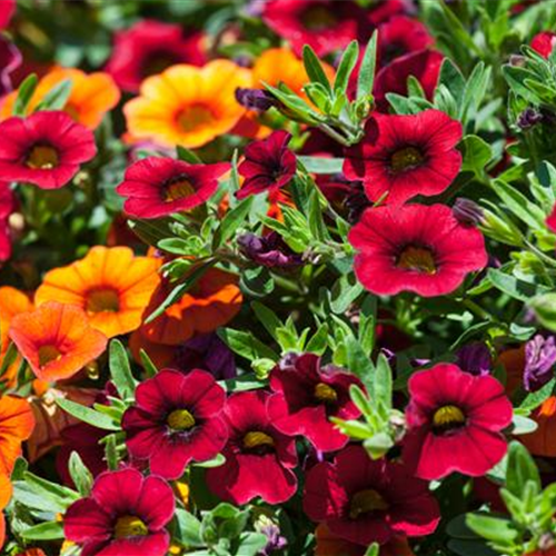 So blüht Balkon und Garten im Sommer auf!