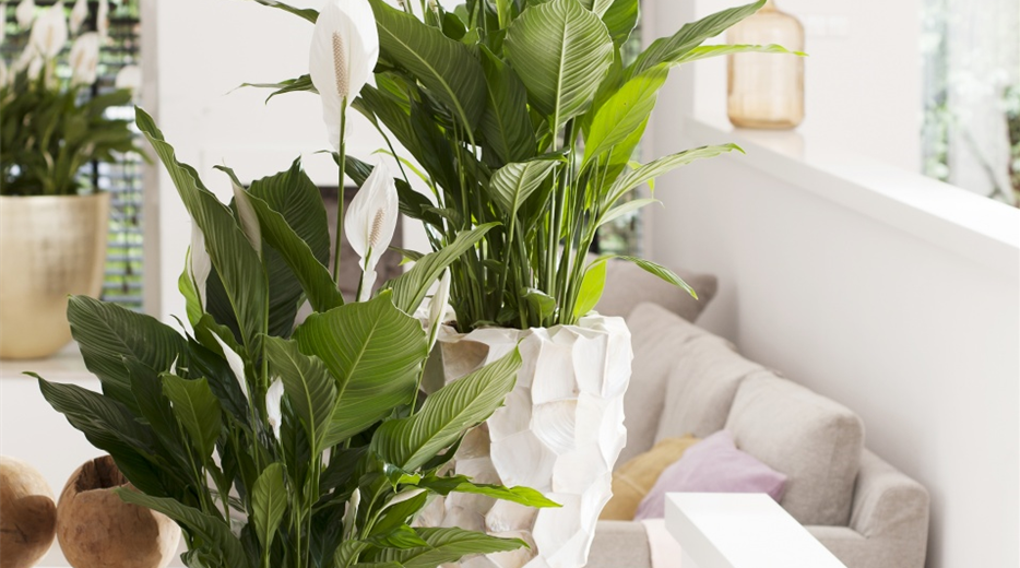 06.spathiphyllum.3.jpg