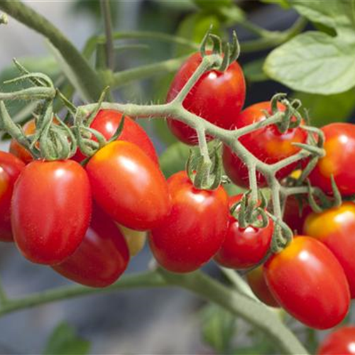 Tomaten ausgeizen