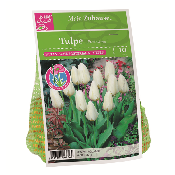 Blumenzwiebel Tulpe 'Purissima'