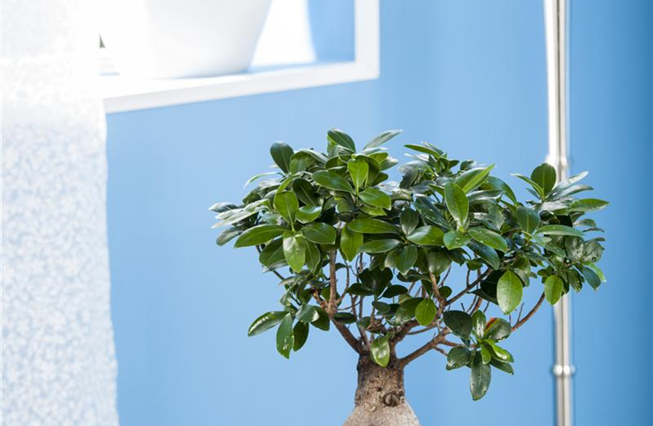 Ficus Ginseng hegen und pflegen