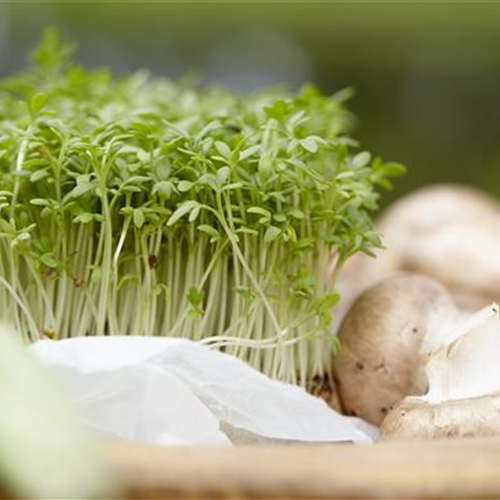 Frische Vitamine von der Fensterbank